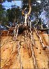 Copyright Neil Griffin - Tree Overhang.jpg