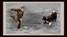 Copyright-NeilGriffin-DSC_4537-www.jpg